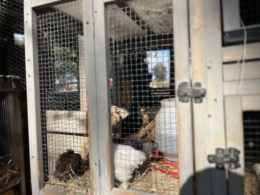 Sweet Eats Adventure Farm & Petting Zoo by null