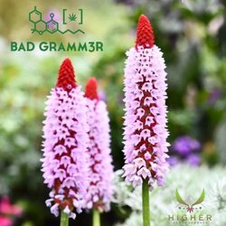 Higher by Bad Gramm3r
