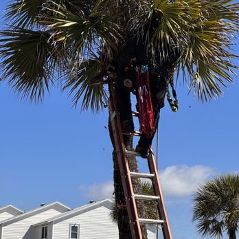 Total Lawn Care - Palm Trimming - Lawn Services Near Me - Mobile, Alabama