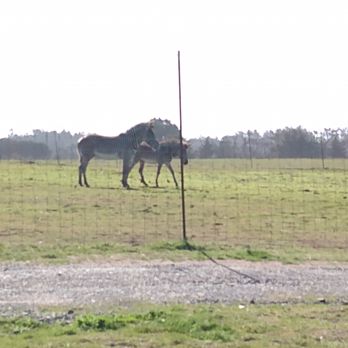 B Bryan Preserve - Some fella zebra was hogging the treats - Tours Near Me - Point Arena, California