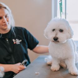 The Dapper Dog Grooming Salon