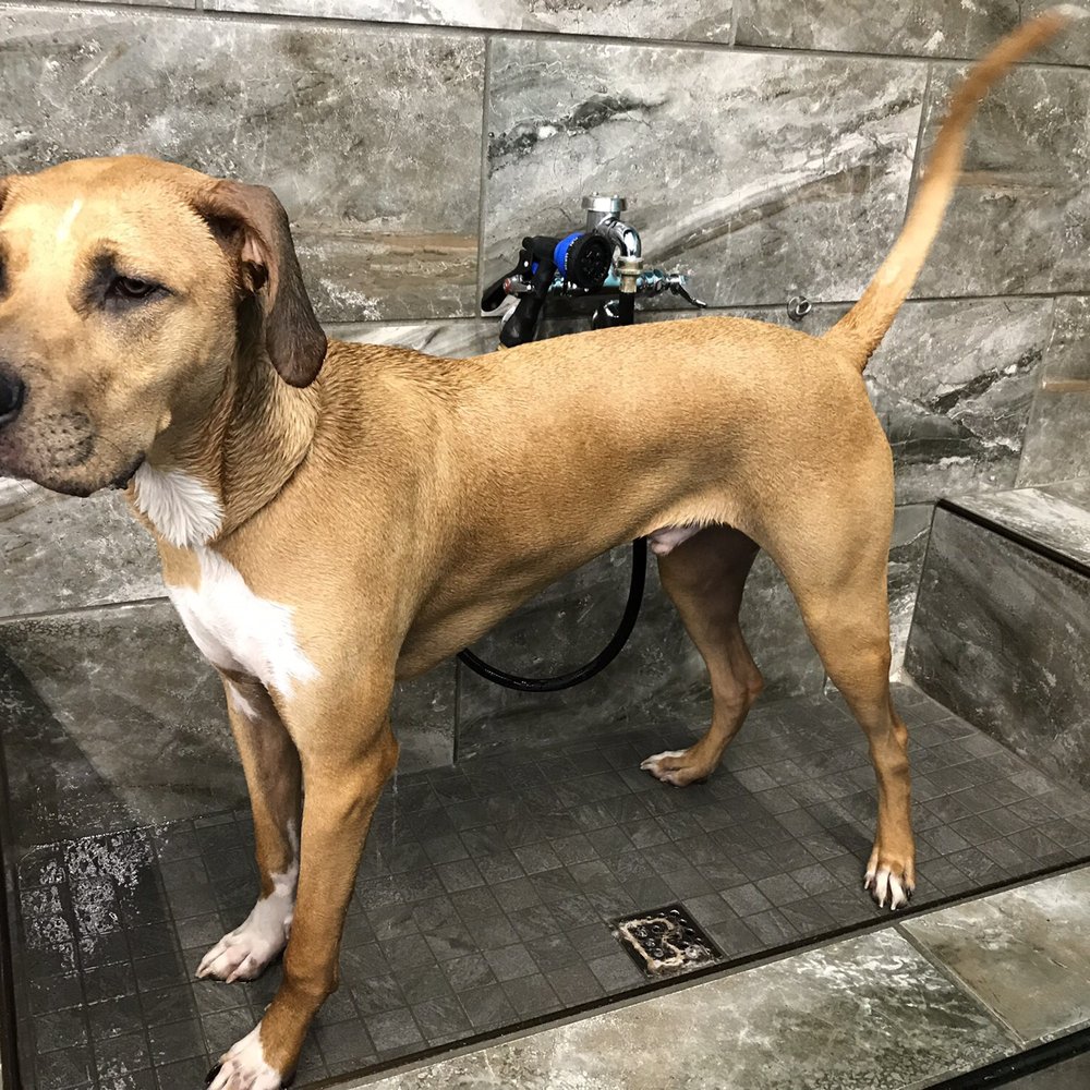 Pet Supermarket - Dog wash station. My puppy is 80 pounds so they can accommodate all sizes - Pet Groomers Near Me - Orlando, Florida Pet Supermarket - Dog wash station. My puppy is 80 pounds so they can accommodate all sizes - Pet Groomers Near Me - Orlando, Florida