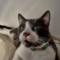 Animal Emergency and Urgent Care Center