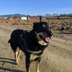 Pumpkin patch
