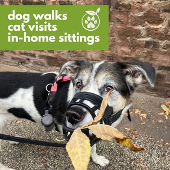 Green Paws Chicago - River loves going on sniffing adventures with her Pet Care Specialist, even if she gets a leaf in her muzzle on occasion! - Dog Walkers Near Me - Chicago, Illinois