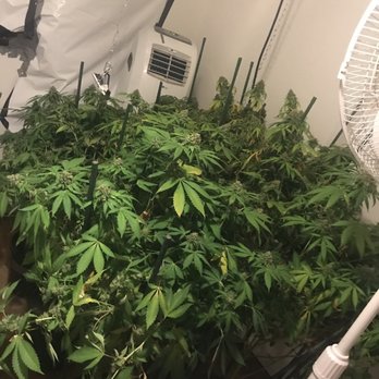 Fei Fei Hydroponics - One light. Super soil. No nutes . Water only - Hydroponics Near Me - South El Monte, California Fei Fei Hydroponics - One light. Super soil. No nutes . Water only - Hydroponics Near Me - South El Monte, California