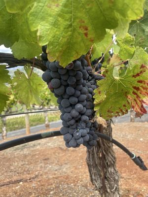 Bella Vineyards & Wine Caves by null