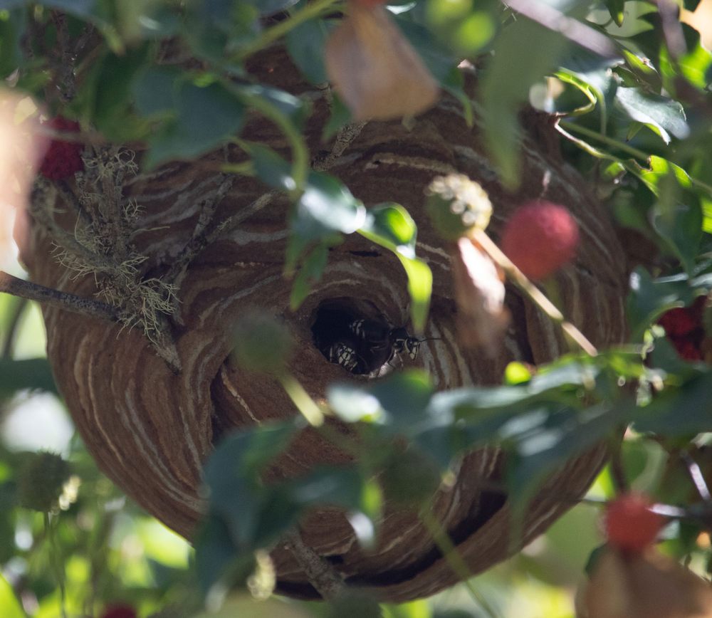 EASTSIDE BEE REMOVAL Updated October 2024 20 Photos & 24 Reviews