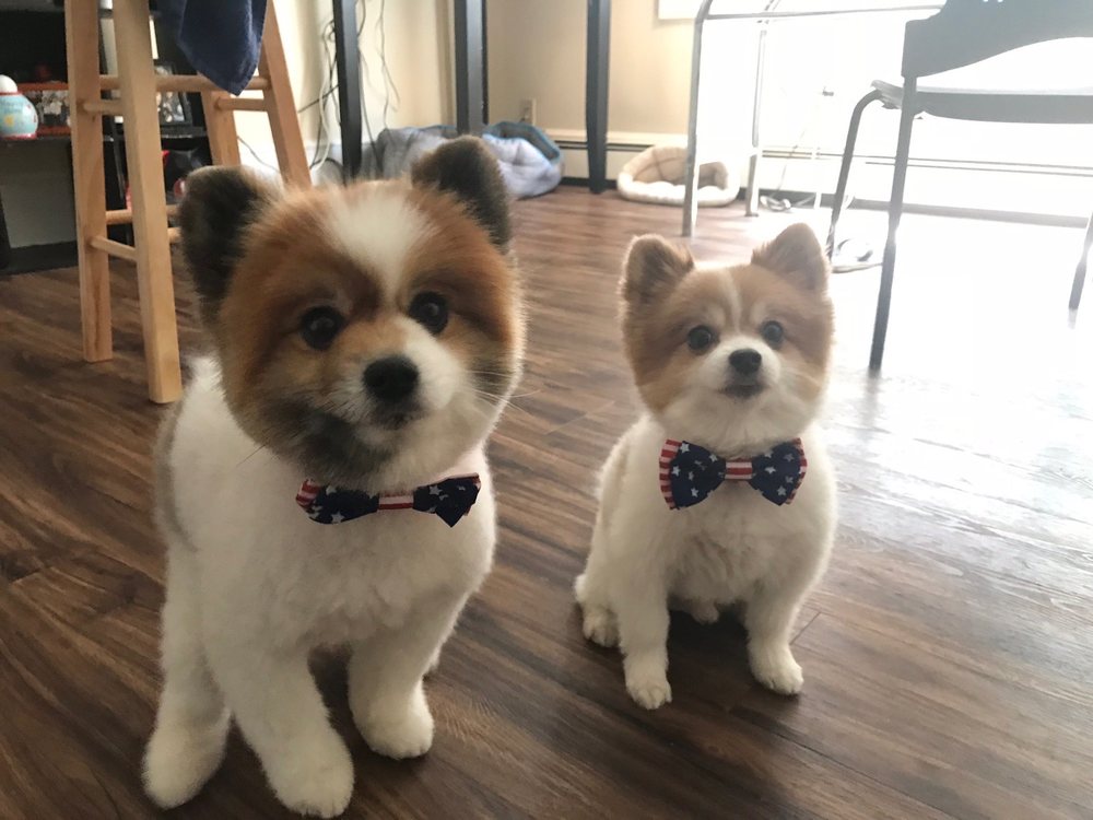 Dewberry Dogs Image