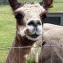 Photo of Lazy Acre Alpacas