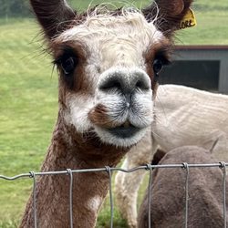 Lazy Acre Alpacas