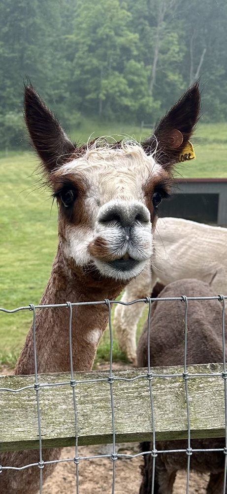 Lazy Acre Alpacas