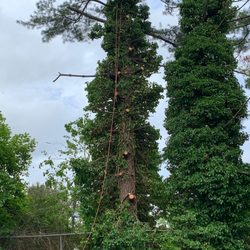 Figuemax Tree Service