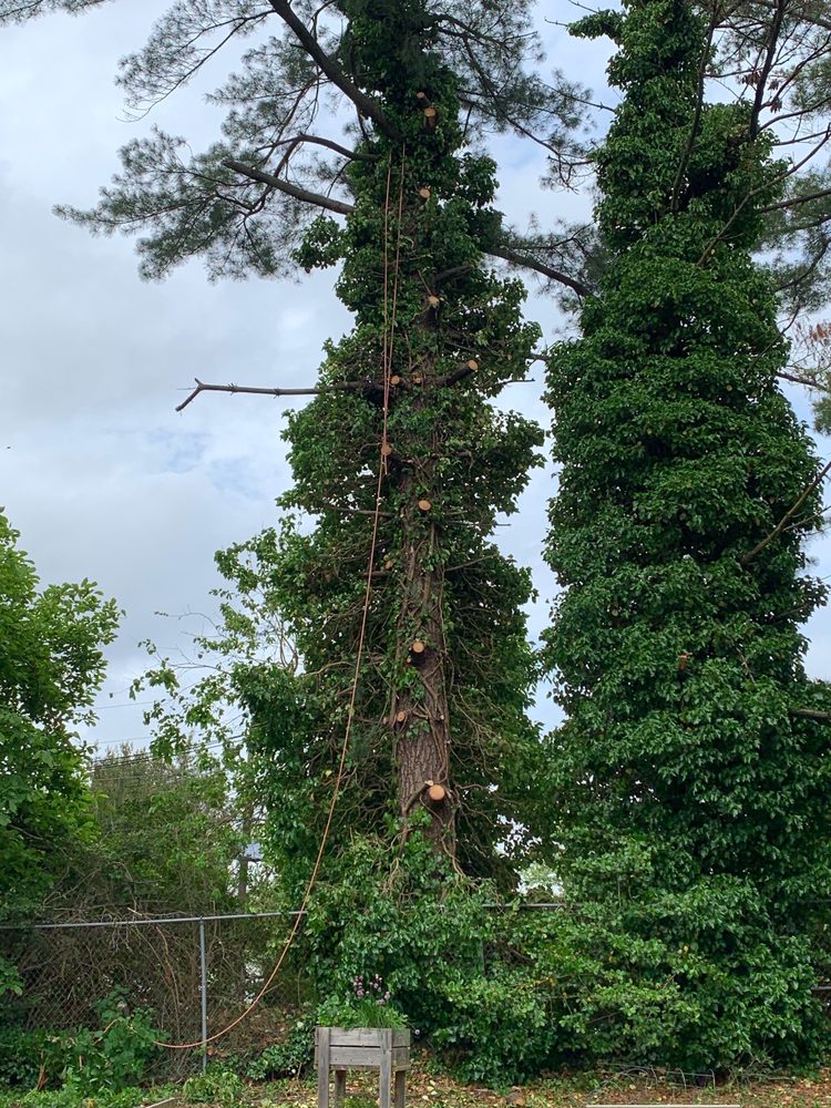 Figuemax Tree Service Llc