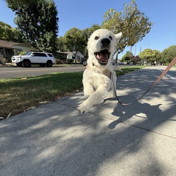 Up Dog LA - Pet Training Near Me Up Dog LA - Pet Training Near Me