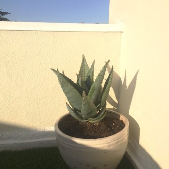 Green Touch Nursery - Nurseries & Gardening Near Me - Bellflower, California Green Touch Nursery - Nurseries & Gardening Near Me - Bellflower, California