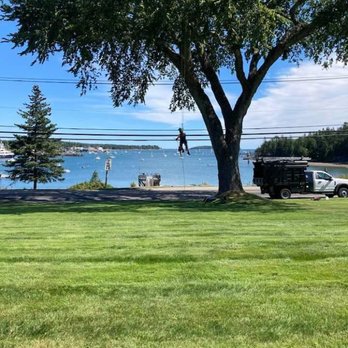 Black Dog Tree - Tree Services Near Me - Bass Harbor, Maine Black Dog Tree - Tree Services Near Me - Bass Harbor, Maine