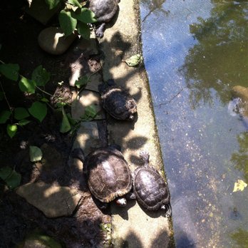 Van Saun County Park - Turtle...turtle - Parks Near Me - Paramus, New Jersey Van Saun County Park - Turtle...turtle - Parks Near Me - Paramus, New Jersey