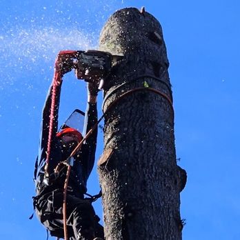 Bayview Tree Care - Tree Services Near Me - Lacey, Washington Bayview Tree Care - Tree Services Near Me - Lacey, Washington