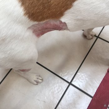 Farrington Kennels - Pet Sitting Near Me - Martinez, California