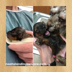 Noah's Landing Pet Care Clinic - Sweet baby born at Noah's and her first puppy exam with mom!