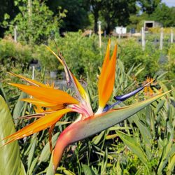 Citrus Park Landscape Nursery - Bird of paradise
