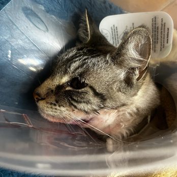 Veterinary Emergency Group - Emergency Pet Hospital Near Me - San Ramon, California