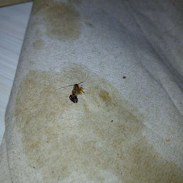 cockroach.