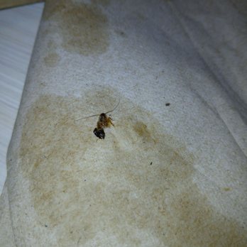 Quality Inn University - cockroach. - Hotels Near Me - Berkeley, California Quality Inn University - cockroach. - Hotels Near Me - Berkeley, California