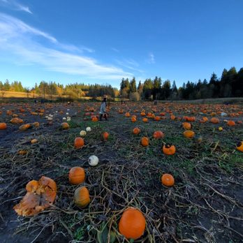 Bob's Corn & Pumpkin Farm - More pumpkins - Pumpkin Patches Near Me - Snohomish, Washington Bob's Corn & Pumpkin Farm - More pumpkins - Pumpkin Patches Near Me - Snohomish, Washington