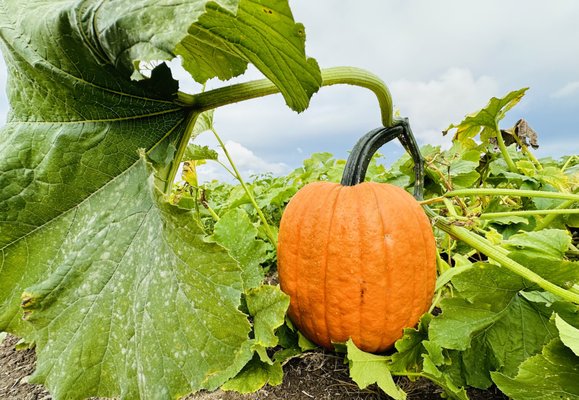 The Pumpkin Patch on Sauvie Island, Portland's original by null