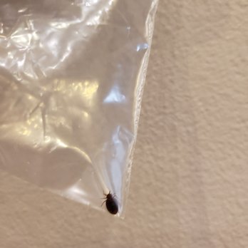 Country Inn & Suites by Radisson, Crestview, FL - Big big bug. This is was bigger than Apple seed. - Hotels Near Me - Crestview, Florida Country Inn & Suites by Radisson, Crestview, FL - Big big bug. This is was bigger than Apple seed. - Hotels Near Me - Crestview, Florida