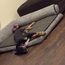 Keira after a long day at Arie's Dogland! Keira after a long day at Arie's Dogland!