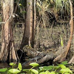 Blue Spring State Park - A juvenile alligator