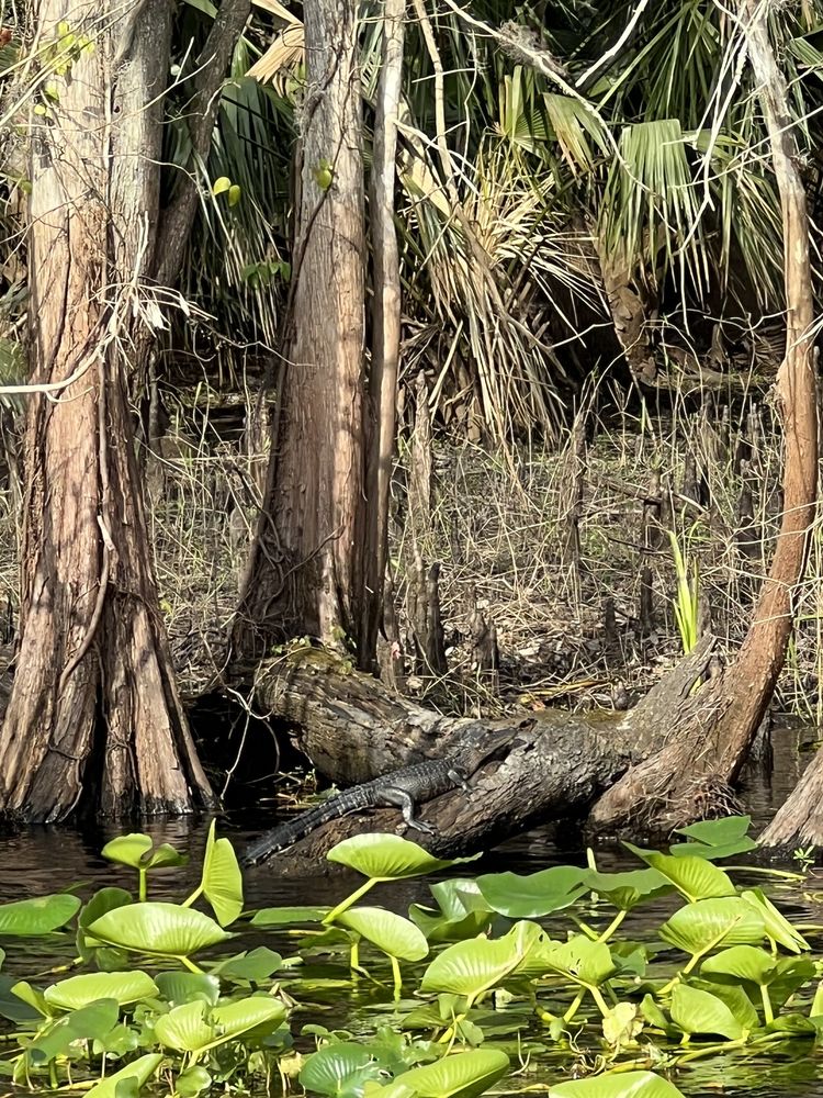 Blue Spring State Park Image