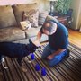 BalPet Dog Wellness