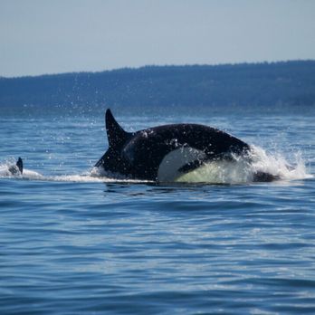Vancouver Whale Watch - Orcas with babies! - Whale Watching Tours Near Me - Richmond, British Columbia Vancouver Whale Watch - Orcas with babies! - Whale Watching Tours Near Me - Richmond, British Columbia