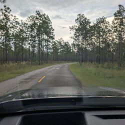 Mike Roess Gold Head Branch State Park - The liminal space