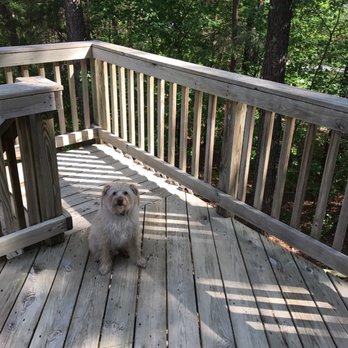 Triangle Pressure Washing - The deck is CLEAN... the dog is not! - Pressure Washers Near Me Triangle Pressure Washing - The deck is CLEAN... the dog is not! - Pressure Washers Near Me