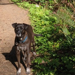 Enjoying a hike, if only the humans would keep up!