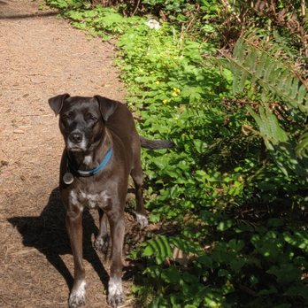 Miami Vet Group - Enjoying a hike, if only the humans would keep up! - Veterinarians Near Me - Pinecrest, Florida