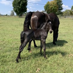Keller Williams Realty - Chattanooga - Country estates are a speciality. Luxury equestrian lifestyles for the enthusiast, a passion!