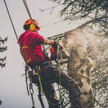 Washington Tree Experts - Tree Services Near Me - Snohomish, Washington Washington Tree Experts - Tree Services Near Me - Snohomish, Washington