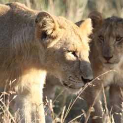 Exquisite Travel Group - Morning safari at Kruger National Park, South Africa