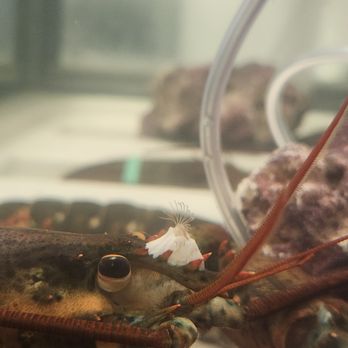 U.S For U.S Seafoods - Live Maine lobster available - Seafood Markets Near Me - Anacortes, Washington U.S For U.S Seafoods - Live Maine lobster available - Seafood Markets Near Me - Anacortes, Washington