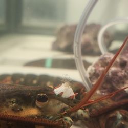 U.S For U.S Seafoods - Live Maine lobster available