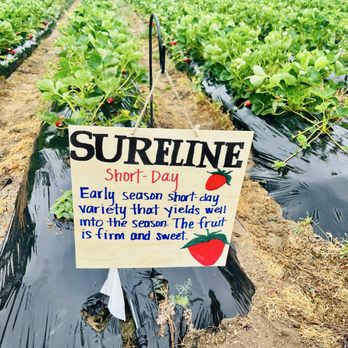 Granny Mays Strawberry Farm - Pick Your Own Farms Near Me - Granite Bay, California Granny Mays Strawberry Farm - Pick Your Own Farms Near Me - Granite Bay, California