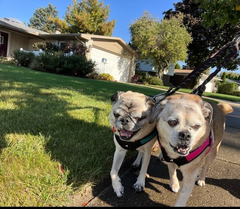 COZY CARE PET SERVICES Updated September 2024 Livonia, Michigan
