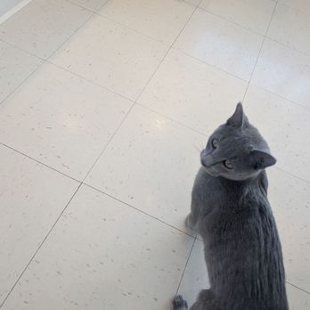 Catopia Cat Cafe - Pet Adoption Near Me - Albuquerque, New Mexico