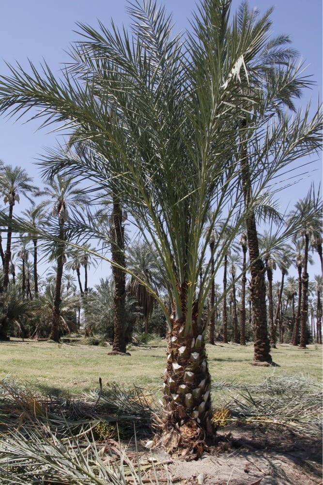 WD YOUNG PALM TREES Updated June 2024 81910 Arus Ave, Indio, California Nurseries